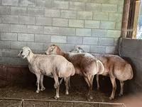 Oveja, Afghan Arabi sheep — foto 4