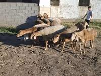 मेढ़ा, Hissar sheep — फ़ोटो 7