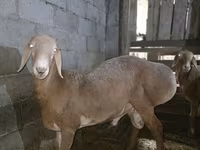كبش, Arashan sheep — الصورة 6