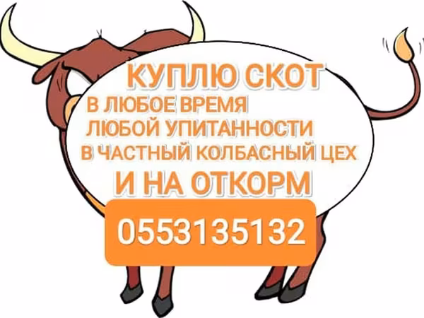Бык, Коровы — Кыргызстан