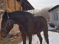 Caballo, Arabian horse — foto 1