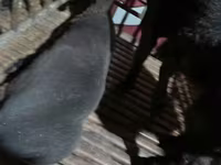 كبش, Hissar sheep — الصورة 3