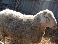 मेढ़ा, Assaf sheep — फ़ोटो 2