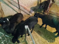Ram, Sheep — photo 5