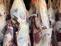 Bull, Cattle — photo 2