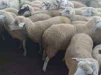 母羊, Sheep — 照片 1