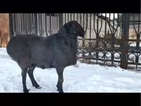 Ram, Sheep — photo 3