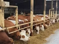 Vaca, Simmental cattle — foto 2