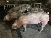 Porci de casa — foto 1