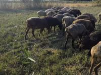 Oveja, Ovejas — foto 3