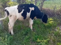Vaca, Raza Holstein — foto 2