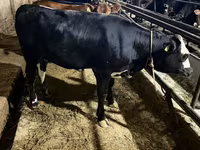 Kuh, Holstein-Rasse — Foto 3