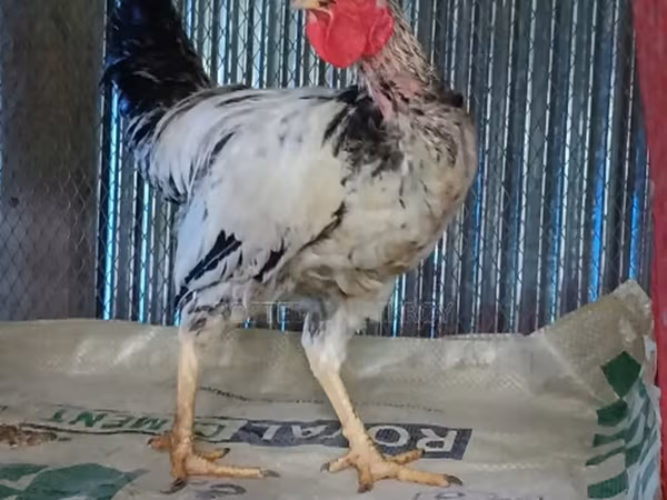 Chickens
