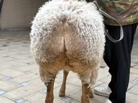 Schaf, Awassi sheep — Foto 5