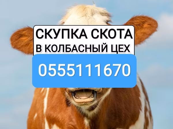 Бык, Коровы