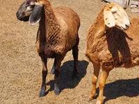 نعجة, Arashan sheep — الصورة 1
