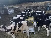 Vaca, Ganado vacuno — foto 3