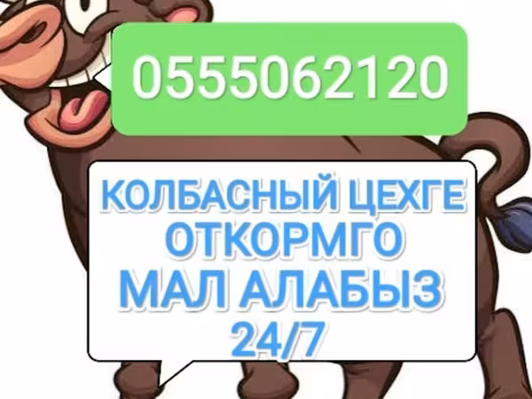 Бык, Коровы — Кыргызстан