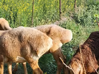 Oveja, Rhon sheep — foto 6