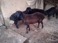Ram, Sheep — photo 7