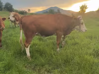 Vaca, Ganado vacuno — foto 2