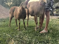 Oveja, Ovejas — foto 4
