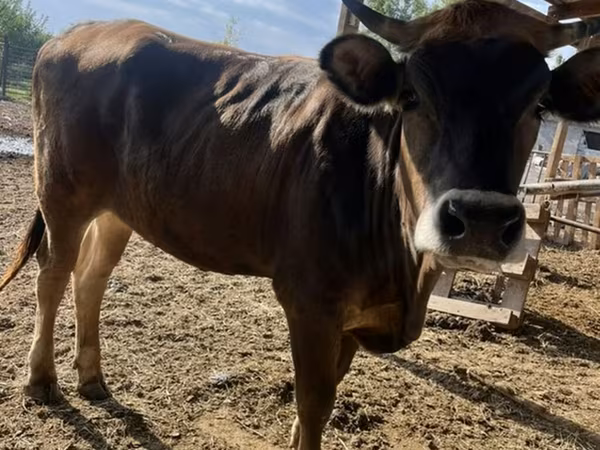 Vaca, Swiss cattle — Kirguistán