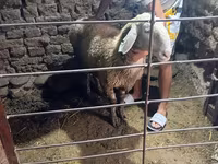 Sheep, Sheep — photo 2