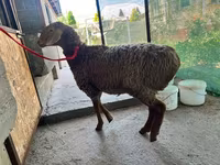 نعجة, Arashan sheep — الصورة 4