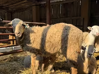 मेढ़ा, Edilbay sheep — फ़ोटो 4