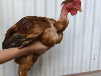 Chickens — Foto 2