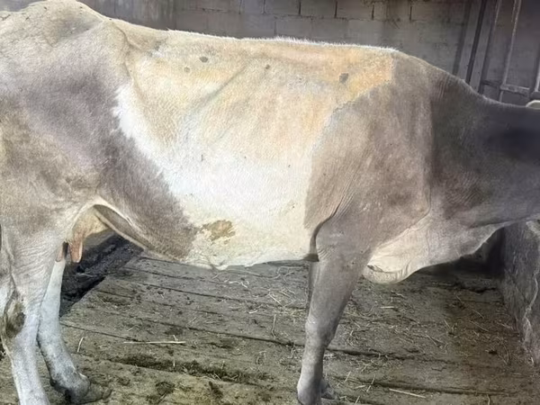 Vaca, Ganado vacuno — Kirguistán