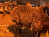 Ram, Hissar sheep — photo 5