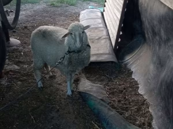 Oveja, Ovejas