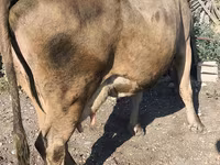 Vaca, Raza Alatau — foto 8