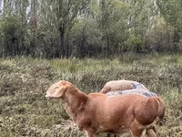 Widder, Arashan sheep — Foto 1