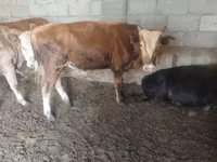 Toro, Simmental cattle — foto 6