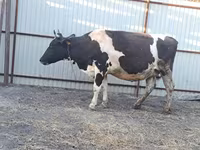 Kuh, Holstein-Rasse — Foto 6