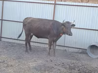 Kuh, Swiss cattle — Foto 3