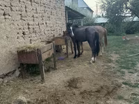 घोड़ा, Friesian sport horse — फ़ोटो 2