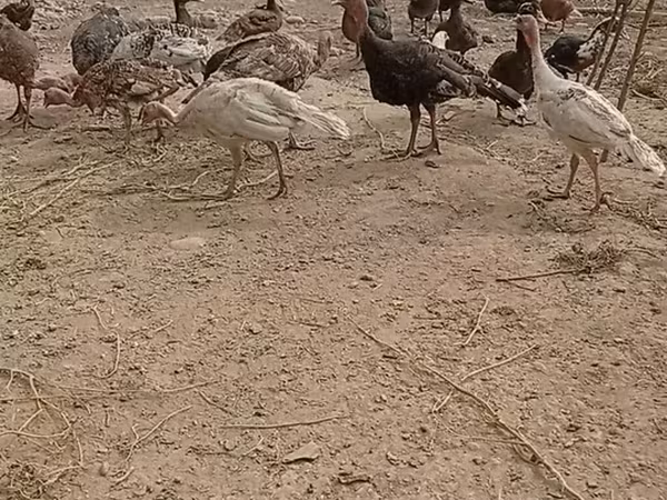 Бронзовая