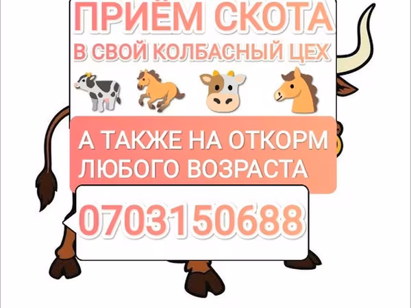 Бык, Коровы