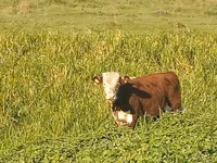 Bull, Kazakh White-headed cow — photo 5