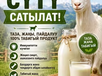 Козье молоко от хозяйства «Тилекбай» - 100% натуральный продукт — Foto 1