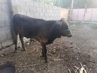 Toro, Ganado vacuno — foto 3