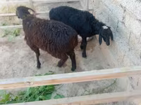 Widder, Hissar sheep — Foto 1