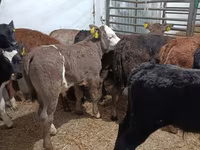 Toro, Ganado vacuno — foto 3