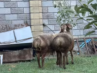 Schaf, Arashan sheep — Foto 5