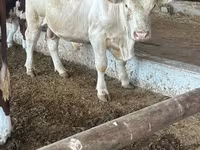 Bulle, Simmental cattle — Foto 1