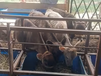 Vaca, Simmental cattle — foto 1